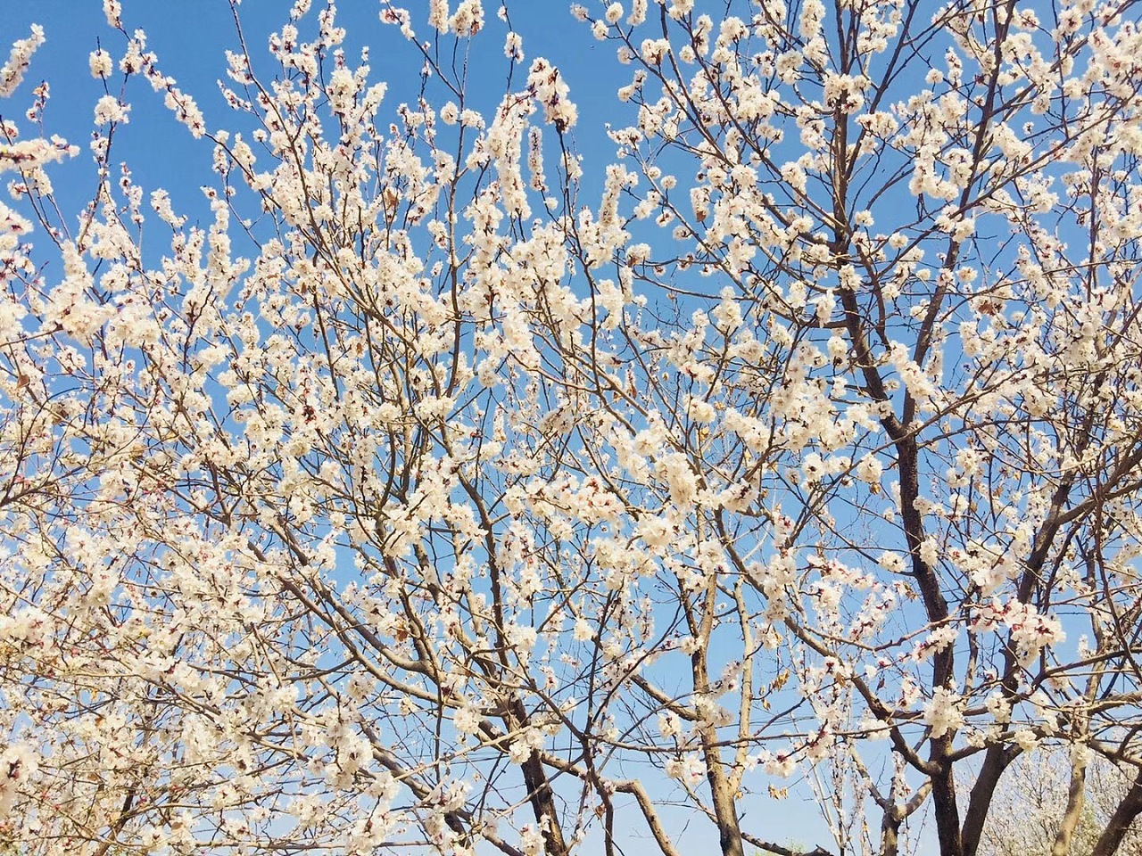 3月新疆——杏花系列|摄影|风光摄影|皮皮melody - 原创作品 - 站酷 (ZCOOL)
