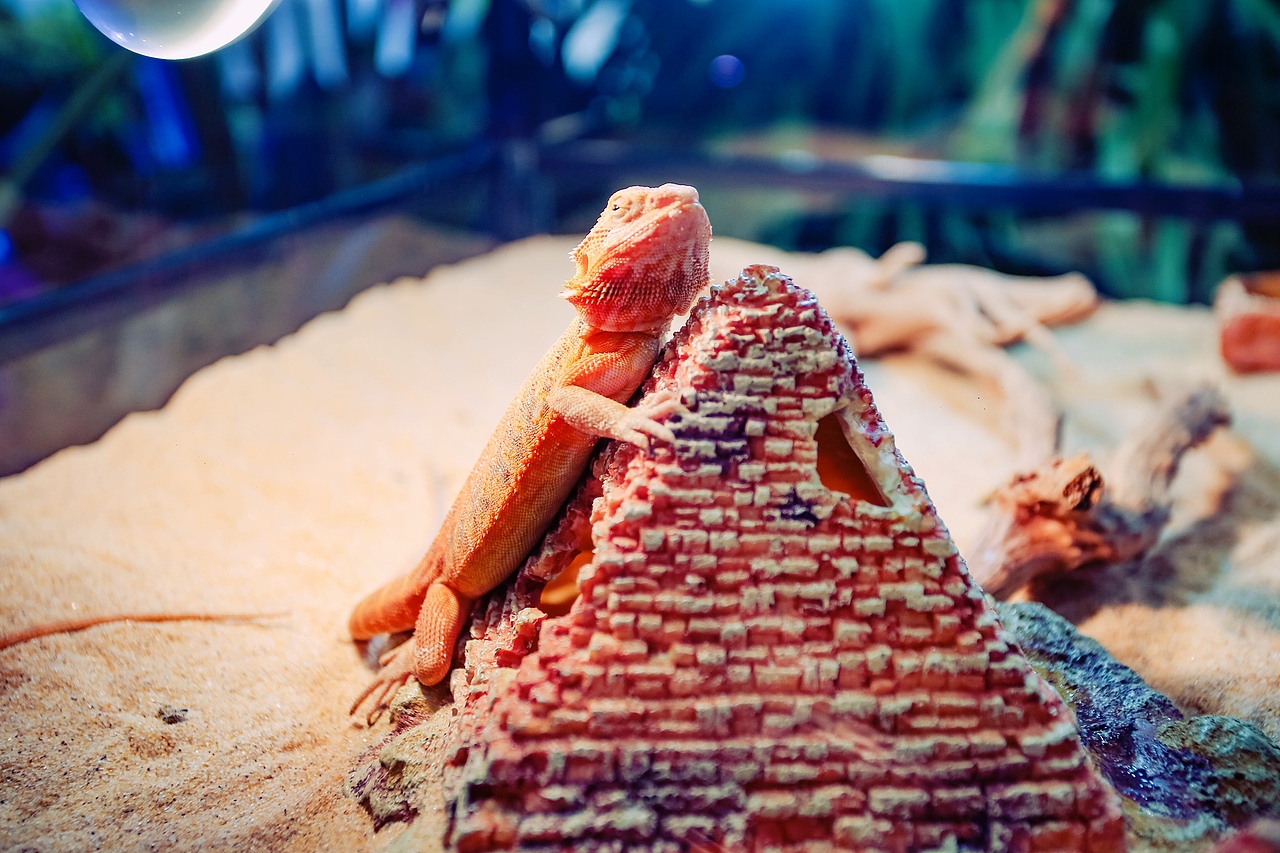 非粉之想 漫游太空 【沉浸式丛林主题展】