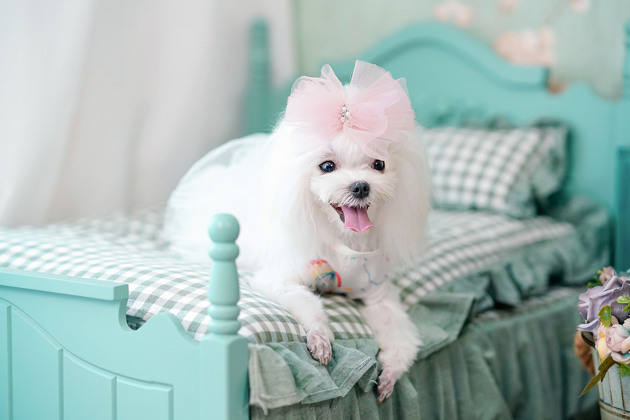 马尔济斯犬合集——宠爱拾光宠物摄影