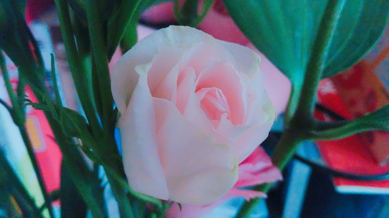 生活中的小美好（圖ZMTEyOTA5NTky） - 人文/紀(jì)實(shí)攝影 - 站酷設(shè)計(jì)師青挽原創(chuàng)素材 - 站酷ZCOOL