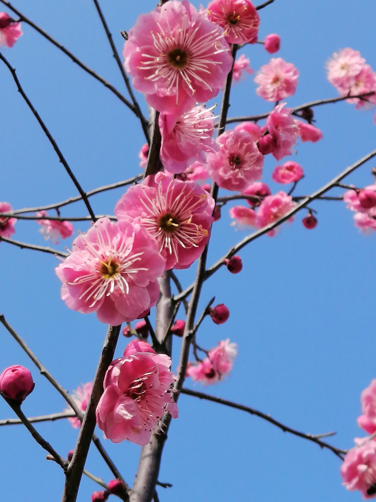 灼灼早春梅，东南枝最早（图ZMTk1Nzk1MjY0） - 风光摄影 - 站酷设计师Z86709139原创素材 - 站酷ZCOOL