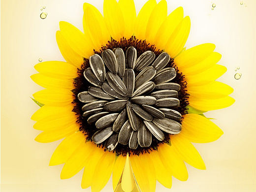 葵花籽油詳情頁（個人主頁-ZNTcyMTM0Mjg=） - 電商 - 站酷設(shè)計師ZWH花兒原創(chuàng)素材 - 站酷ZCOOL