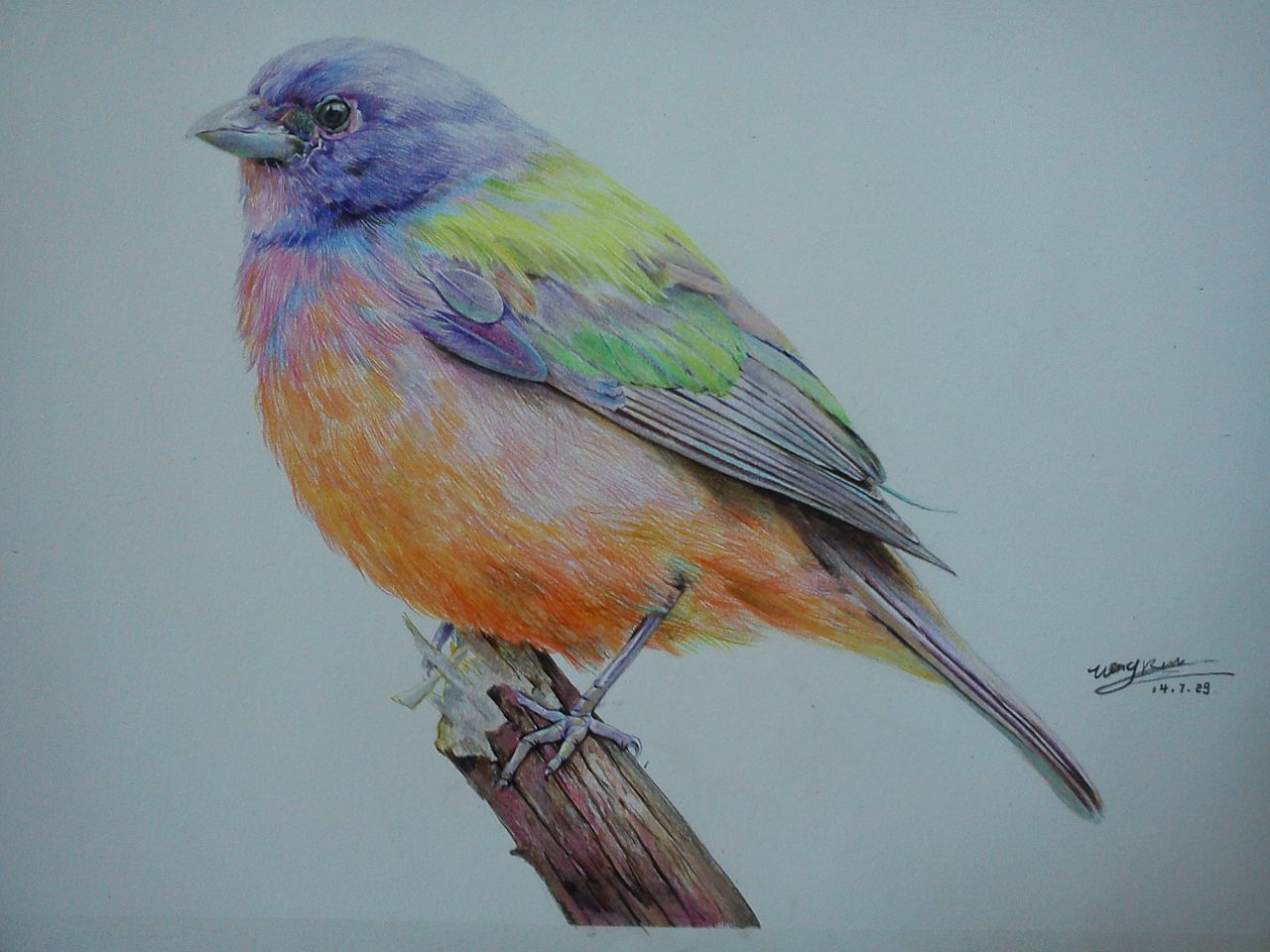 纸上彩铅——《鸟》