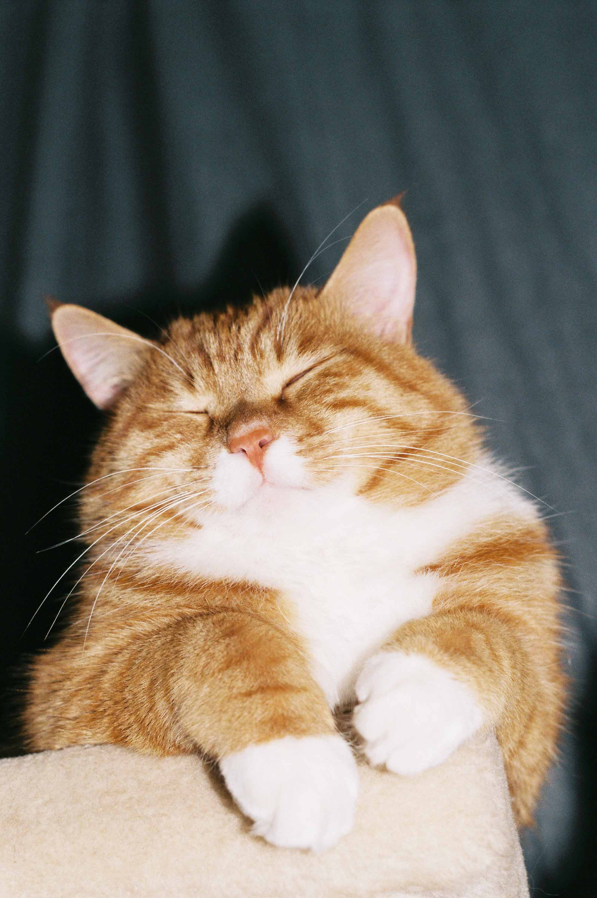 皮露露的個(gè)人主頁(yè)（背景預(yù)覽） - 主頁(yè)背景設(shè)置 - 站酷設(shè)計(jì)師皮露露原創(chuàng)素材 - 站酷ZCOOL