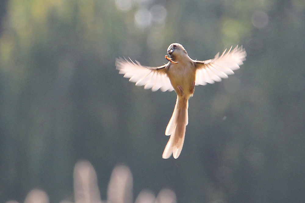 东湖公园之偶遇鸟趣&猫咪（图ZMjQzNjQ5NTg0） - 风光摄影 - 站酷设计师飞天猪猫原创素材 - 站酷ZCOOL