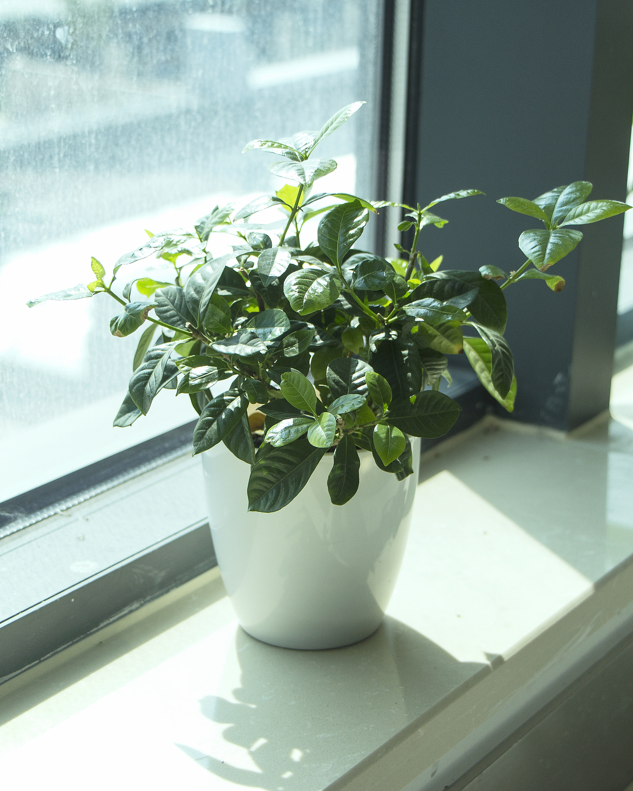 随拍小绿植（图ZODQzMTA4Mjg=） - 产品摄影 - 站酷设计师837267781原创素材 - 站酷ZCOOL