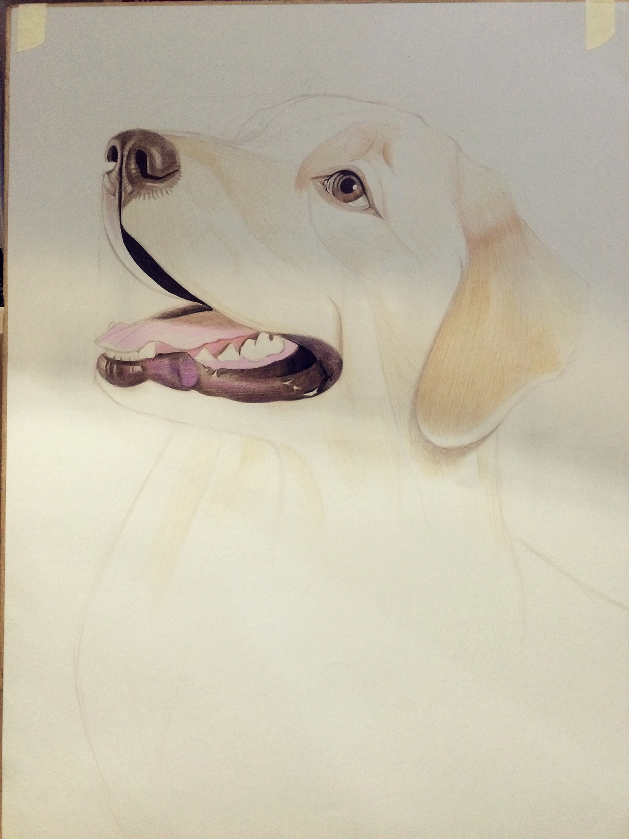 小金毛（图ZNTIxNzIwMjg=） - 绘画 - 站酷设计师Timtlb原创素材 - 站酷ZCOOL