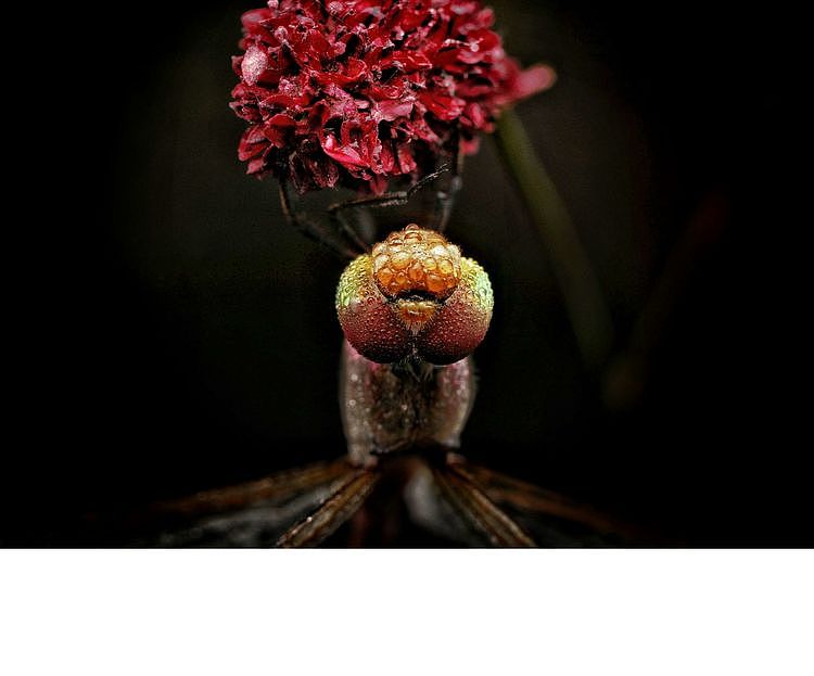 【生态摄影】世界渺小到让你只想溫柔相待