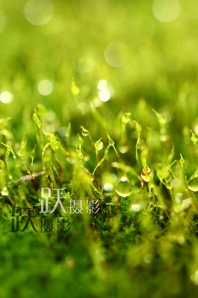 绿植场景摄影淘宝产品拍照植被植物拍摄花卉摄影跃摄影