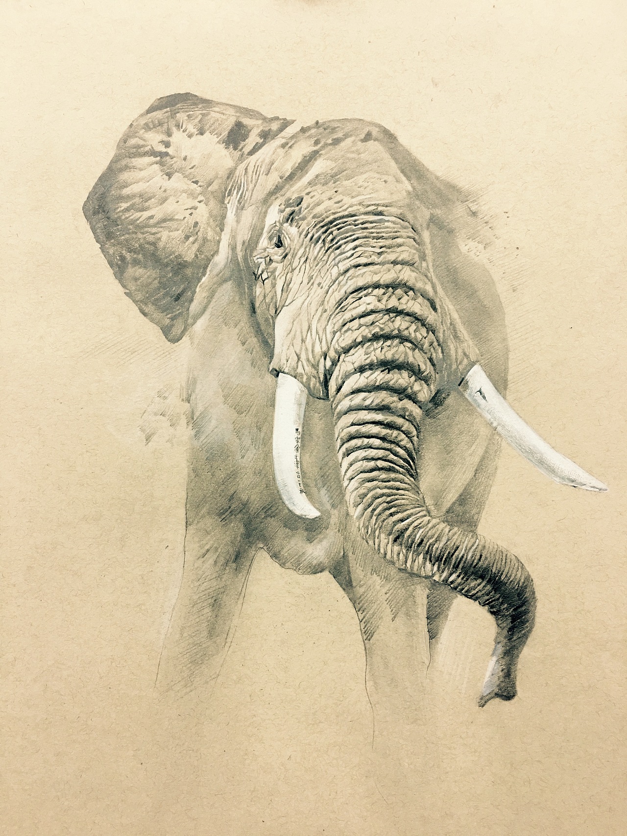 《象》  自动铅彩铅黑   画幅八k   用时4小时