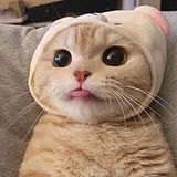 彬哥哥pika的头像
