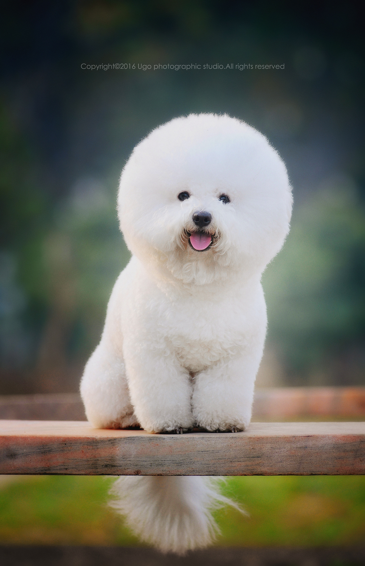 The sounds of silence【动物摄影师何某某个人作品6】（图ZNDQ2NjE2MDg=） - 宠物摄影 - 站酷设计师超级何某某原创素材 - 站酷ZCOOL