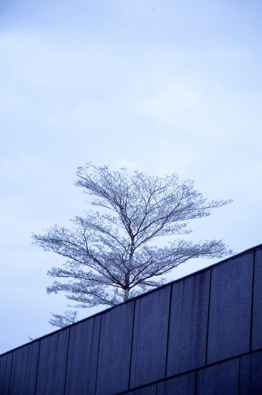 假如深圳下雪了