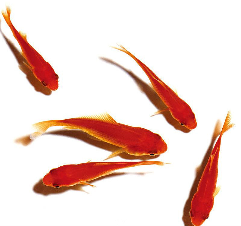 7,接下去,去搜一些金鱼啊,鲤鱼啊,小红鱼啊之类的照片素材