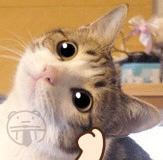 呆呆小熊恶搞猫狗表情