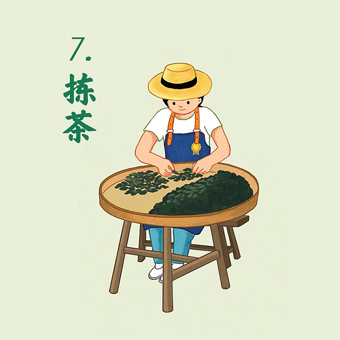 陈鹏鹏凤凰单丛茶制作工艺流程图|插画|商业插画|跳叫板_原创作品
