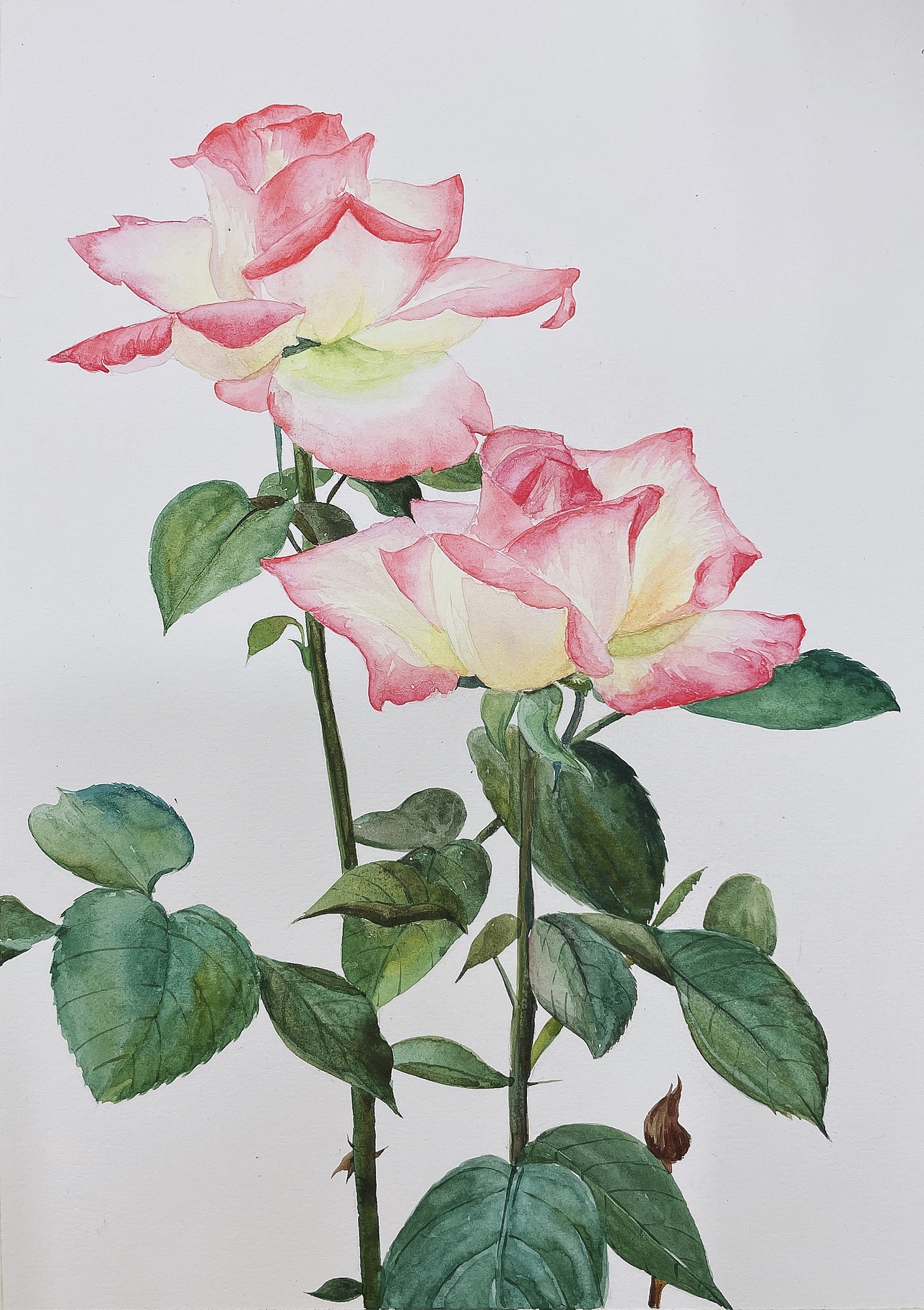 水彩（图ZMjQ0NDQwNTYw） - 绘画 - 站酷设计师北北是我呀原创素材 - 站酷ZCOOL