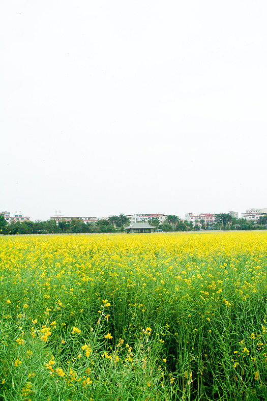 莲花池，品油菜~（图ZNDk4NzQ0OA==） - 风光摄影 - 站酷设计师yestin原创素材 - 站酷ZCOOL