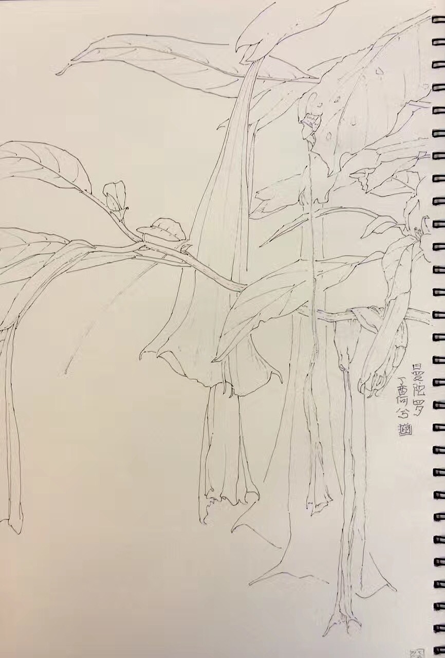 植物写生（图ZMTM1OTA4OTg4） - 绘画 - 站酷设计师ixixeh原创素材 - 站酷ZCOOL