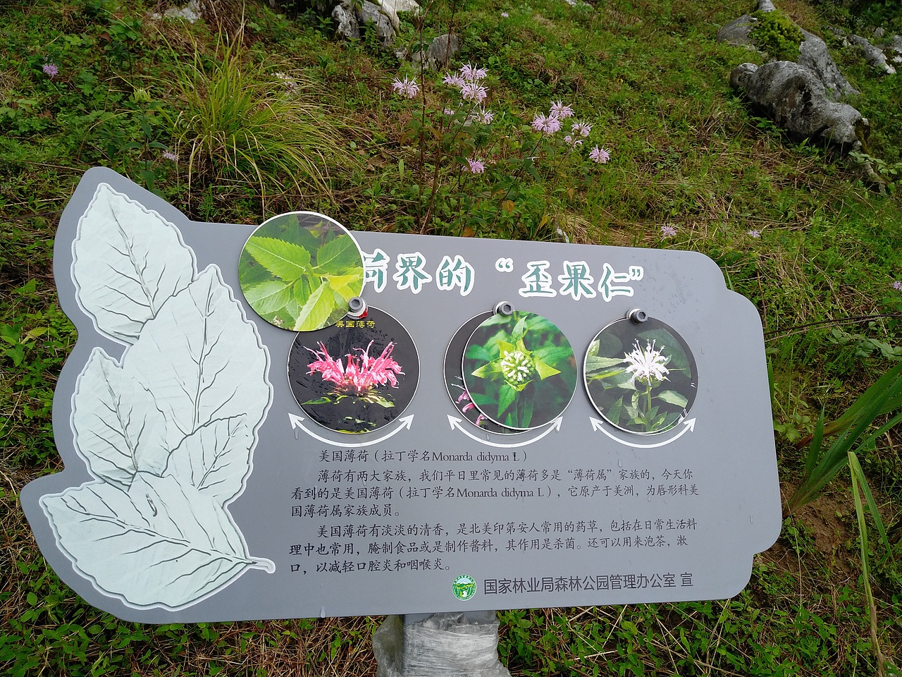 （平面）药王谷4A级景区导视-自然教育解说系统（图ZMjgzMDIxNDUy） - 其他平面 - 站酷设计师AngerHua原创素材 - 站酷ZCOOL
