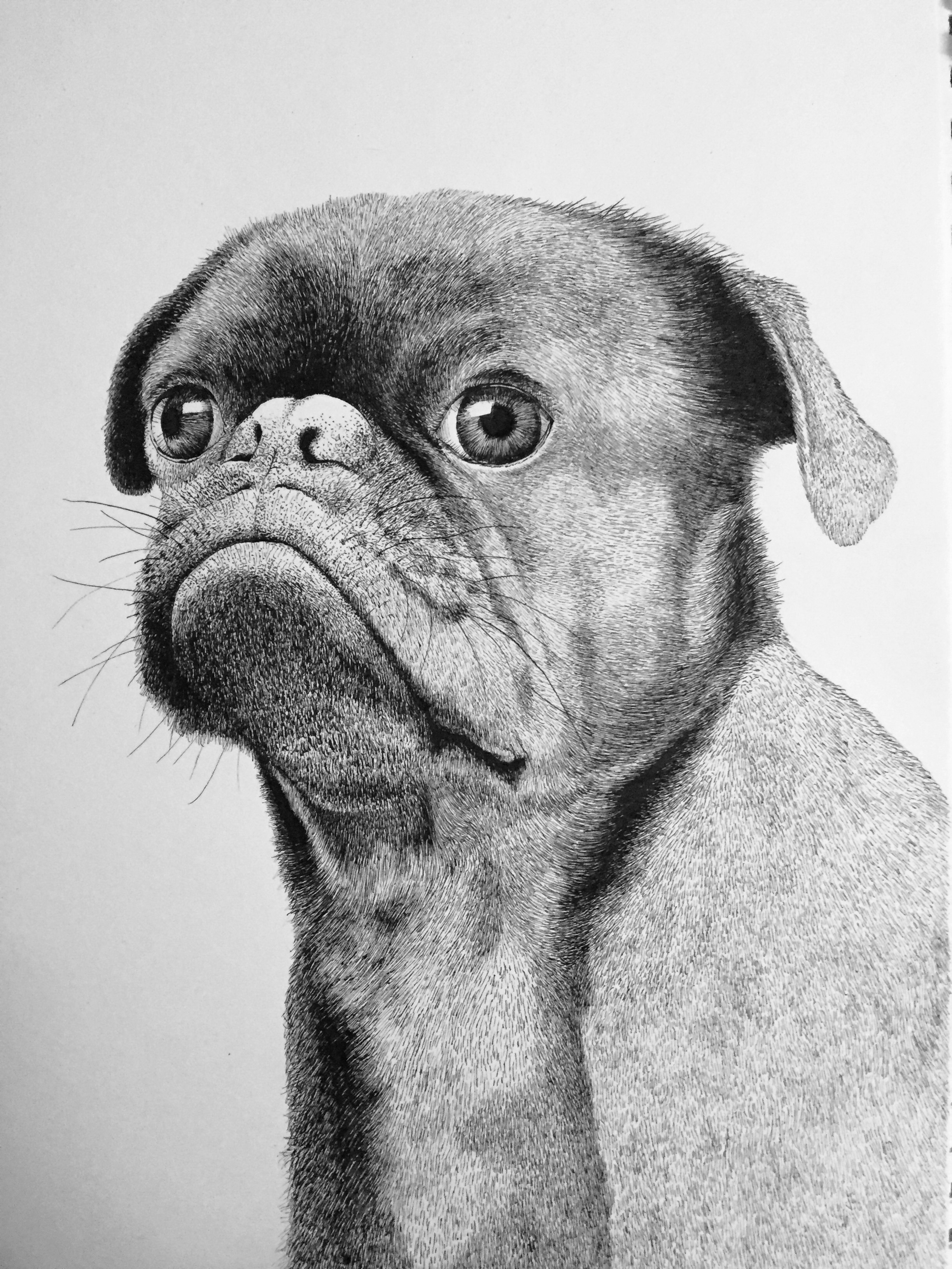 【谭伯虎】钢笔画～巴哥