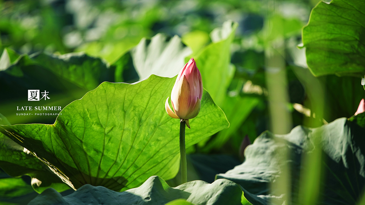夏末秋初，荷塘印象（图ZODgwMzY1NDg=） - 风光摄影 - 站酷设计师sunday00love原创素材 - 站酷ZCOOL