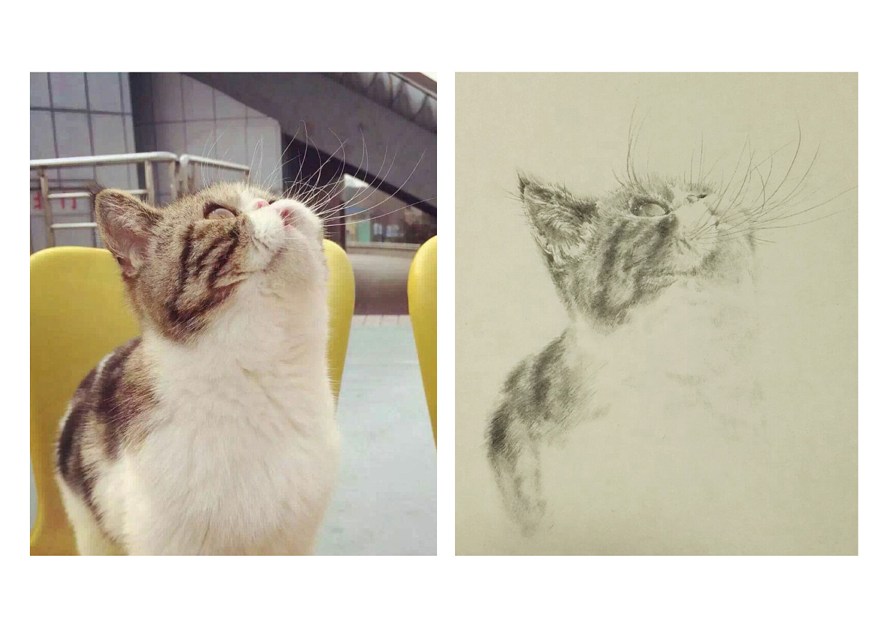 猫咪|纯艺术|绘画|珊回 - 原创作品 - 站酷 (ZCOOL)