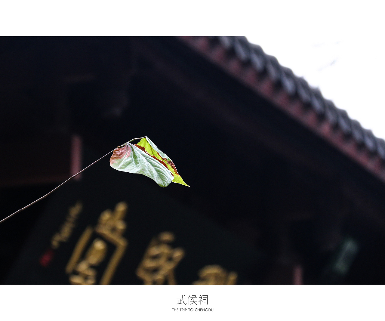 蓉城成都（图ZNDU0OTc5NTY=） - 风光摄影 - 站酷设计师十一月的疯子原创素材 - 站酷ZCOOL