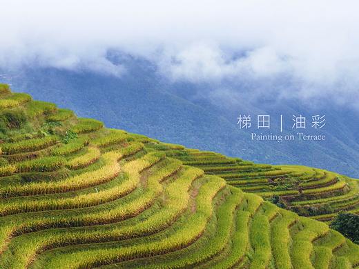 梯田 | 油彩 Painting on Terrace