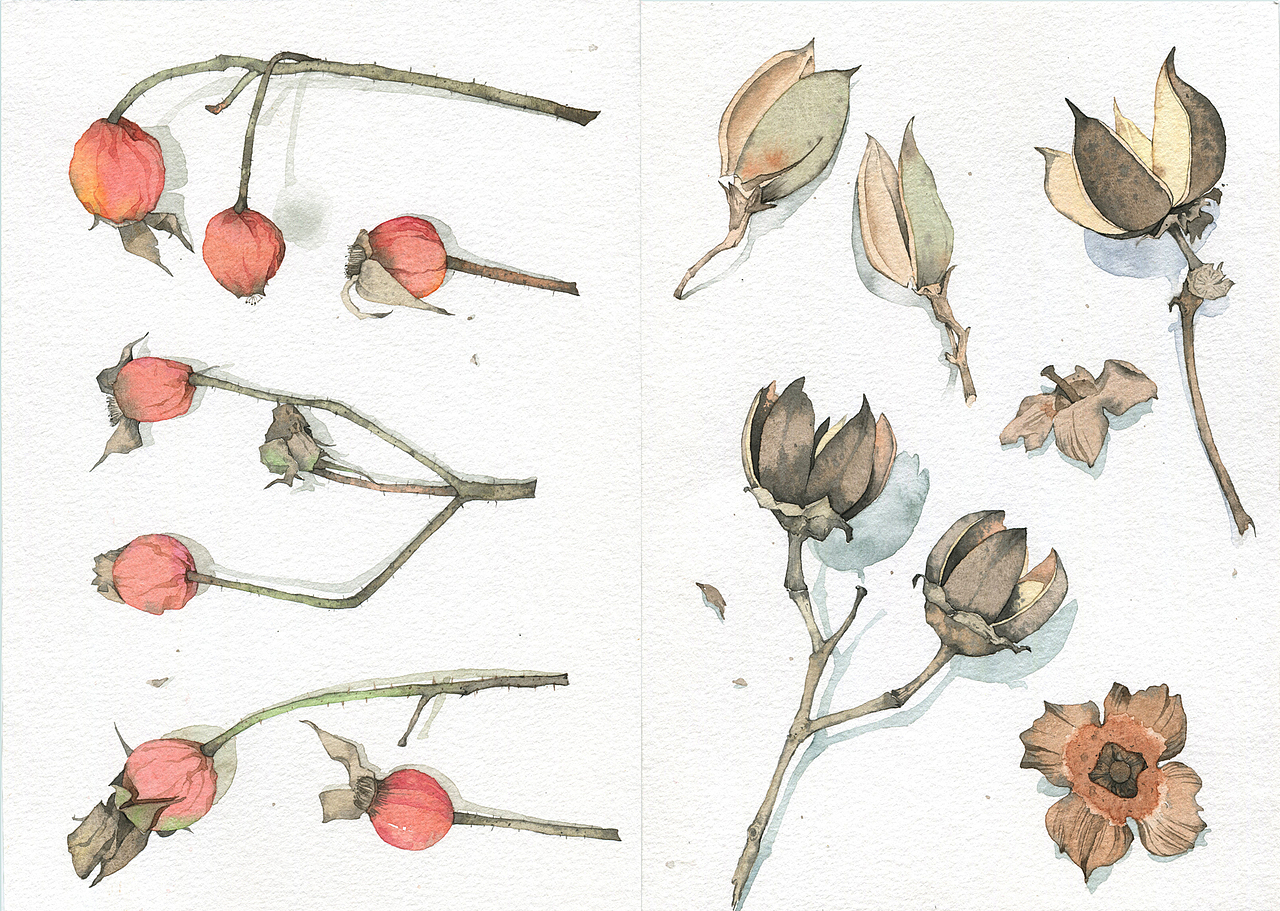 《自然赠物》拾光POOK生活系明信片（图ZNzM2NjUxNDA=） - 商业插画 - 站酷设计师陌夏summer原创素材 - 站酷ZCOOL