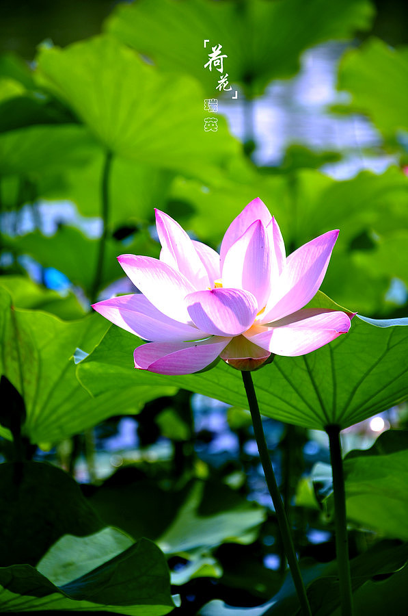 丰庆公园的荷花_西安