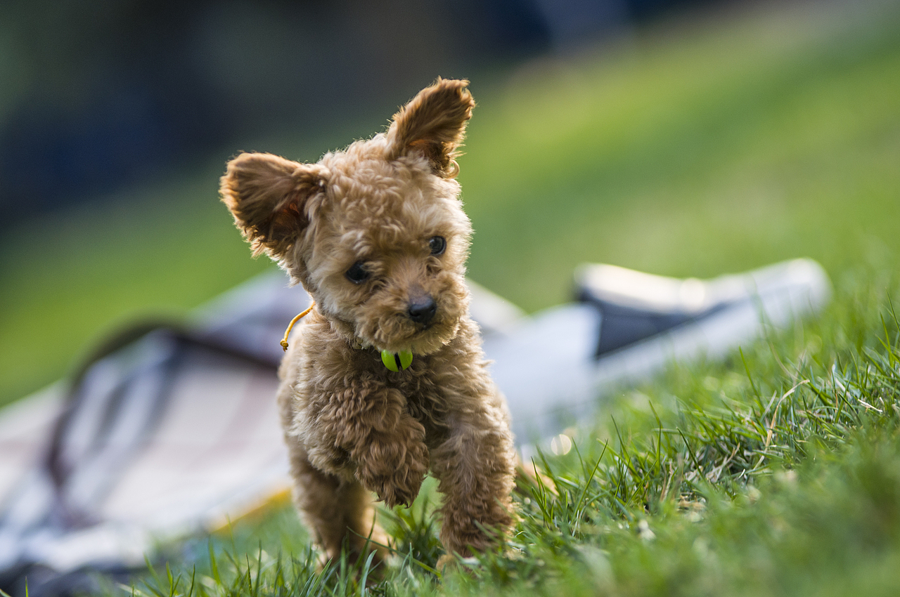 设计师的宠物摄影（图ZODA4NjA5NDA=） - 宠物摄影 - 站酷设计师徐志友原创素材 - 站酷ZCOOL