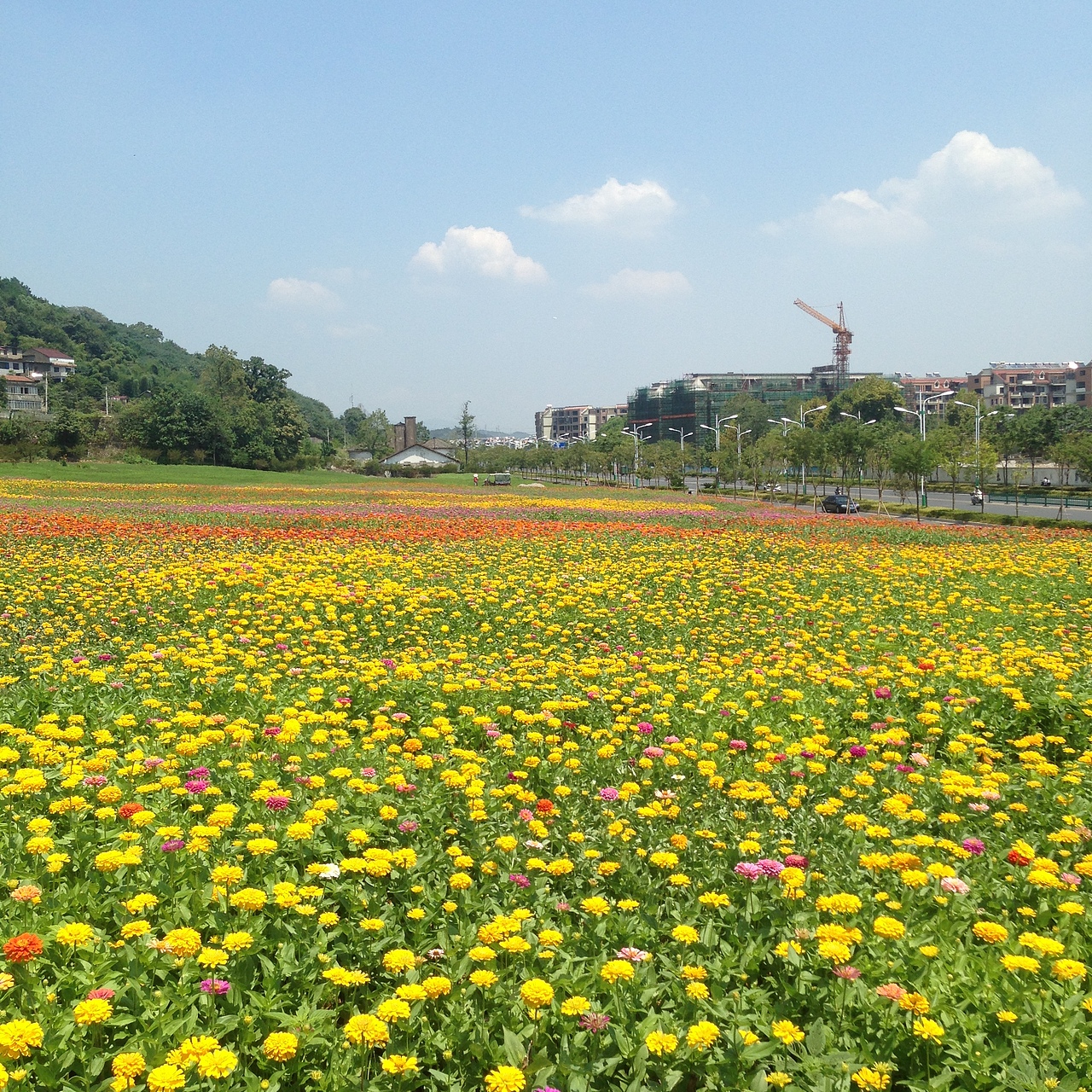 摄丨2016年浙江-江山西山花海（图ZNzEyNTM4MTY=） - 风光摄影 - 站酷设计师Aries丶垚原创素材 - 站酷ZCOOL