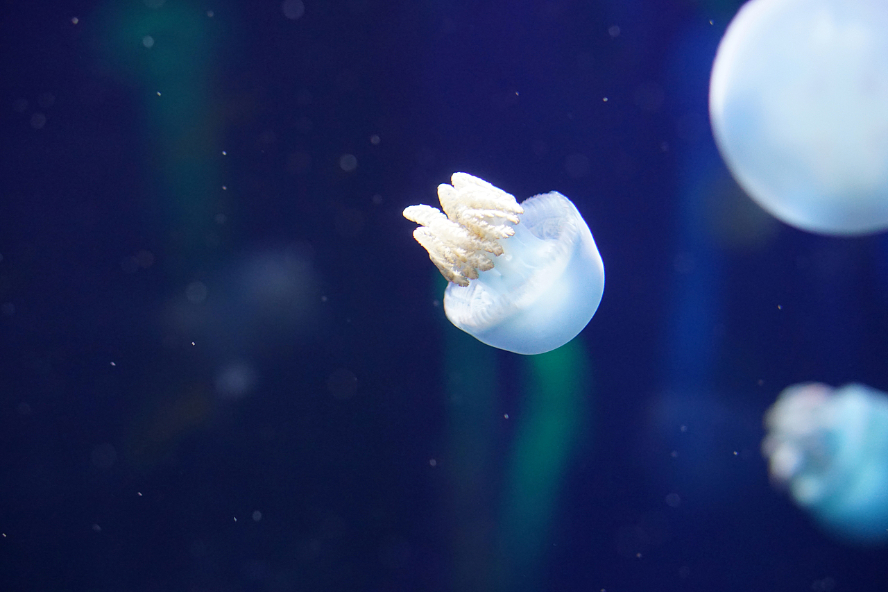 白色的还有彩色的~像星星一样~最漂亮的就是水母啦~不过水生动物还是