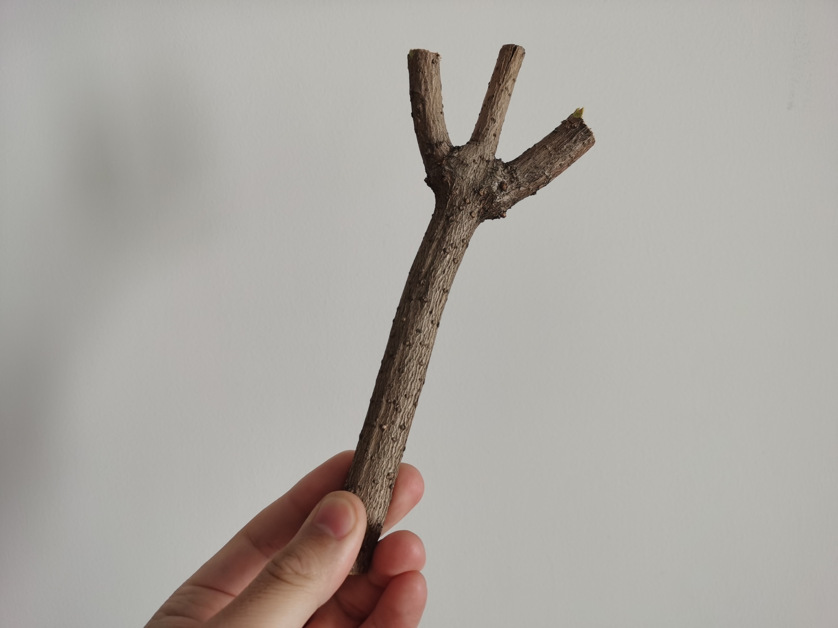 形造物——树枝雕刻的魔法|手工艺|手办/模玩|大勇的脑洞 - 原创作品