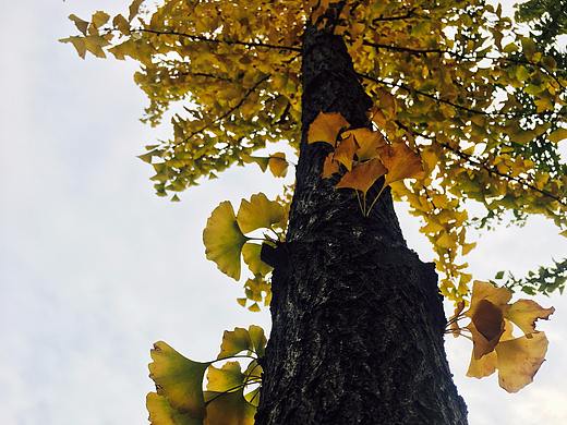 美&途記（個人主頁-ZMjQ3Njg2NDA=） - 產(chǎn)品攝影 - 站酷設(shè)計師木木洛梓原創(chuàng)素材 - 站酷ZCOOL