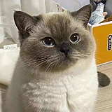 回岸的头像