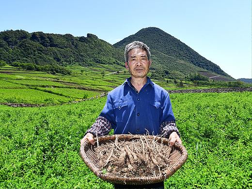 新鲜党参拍摄和详情页设计