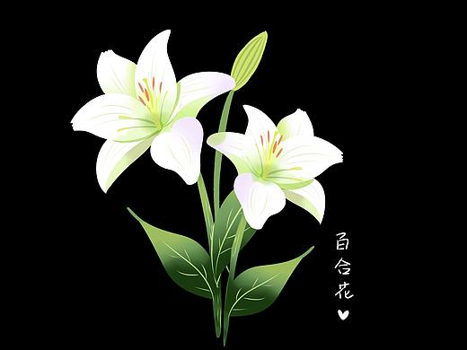 板绘练习原创植物-荷花&向日葵&百合花&波斯菊&花束