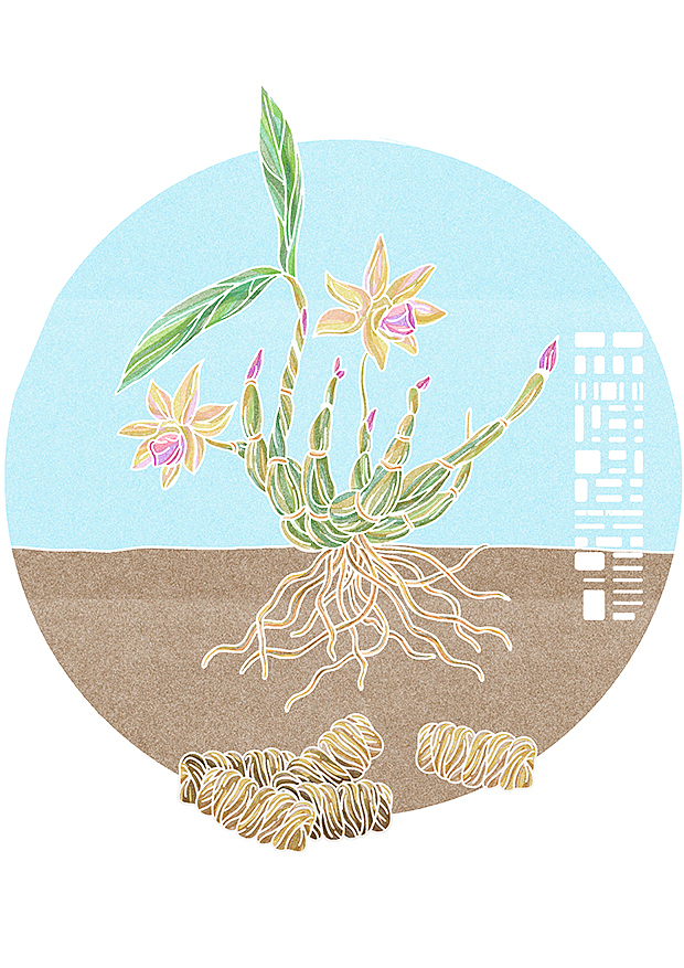 植物与我们的关系充满了秘密式的奇迹（图ZNzQ4OTAzMTY=） - 商业插画 - 站酷设计师森特笑虎原创素材 - 站酷ZCOOL