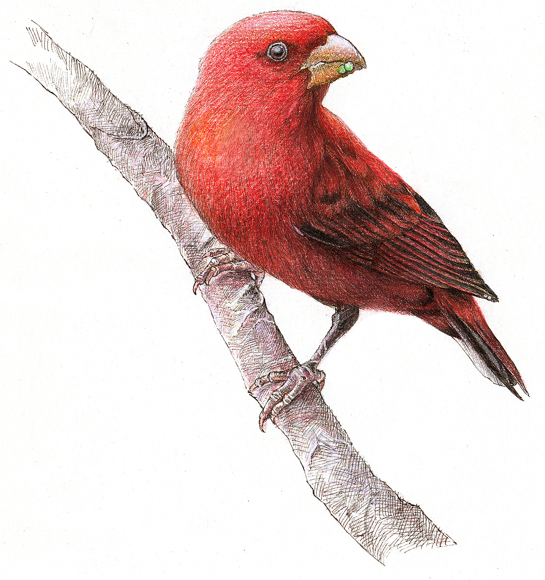2012~2013彩铅画磨笔小品汇总