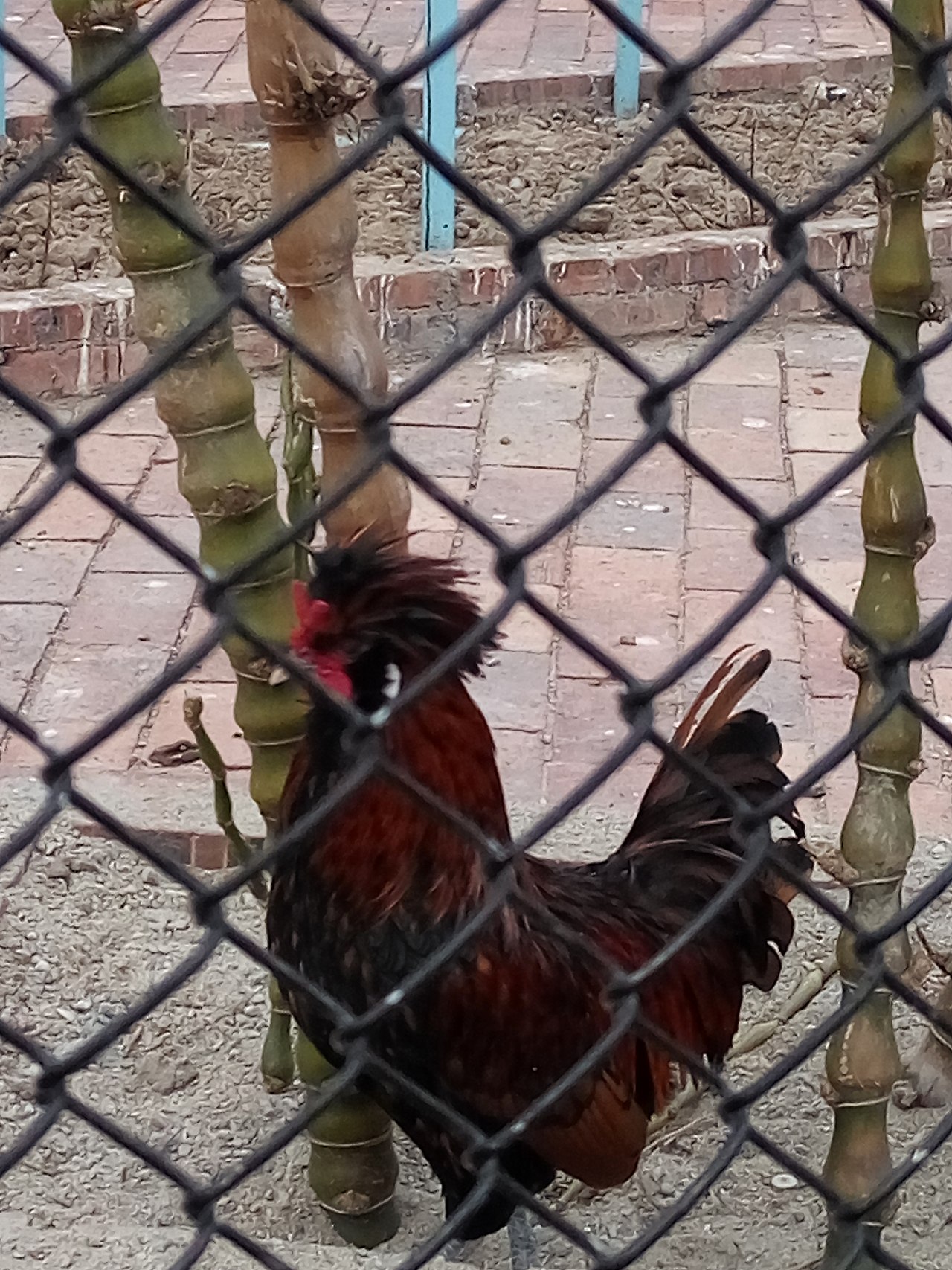 十里莲江（图ZMTM2MzM1MTEy） - 产品摄影 - 站酷设计师嘟嘟2019原创素材 - 站酷ZCOOL