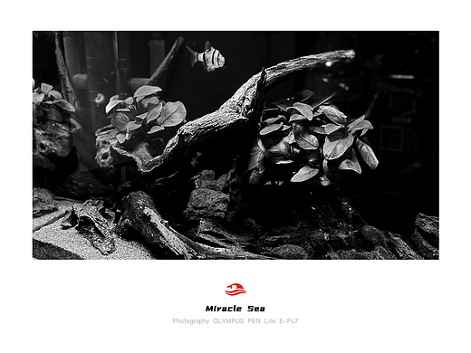 【 Miracle Sea 】南美风格水榕鱼缸造景 #黑白照片(个人主页-ZNTYyMzU1MDg=) - 人文/纪实摄影 - 站酷设计师奇迹之海摄影原创素材 - 站酷ZCOOL