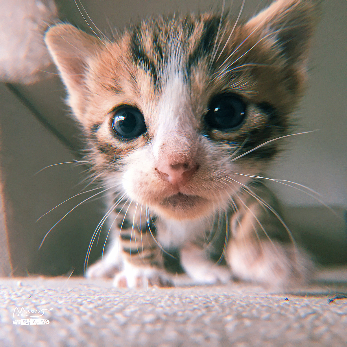 手机里的喵星人(一)