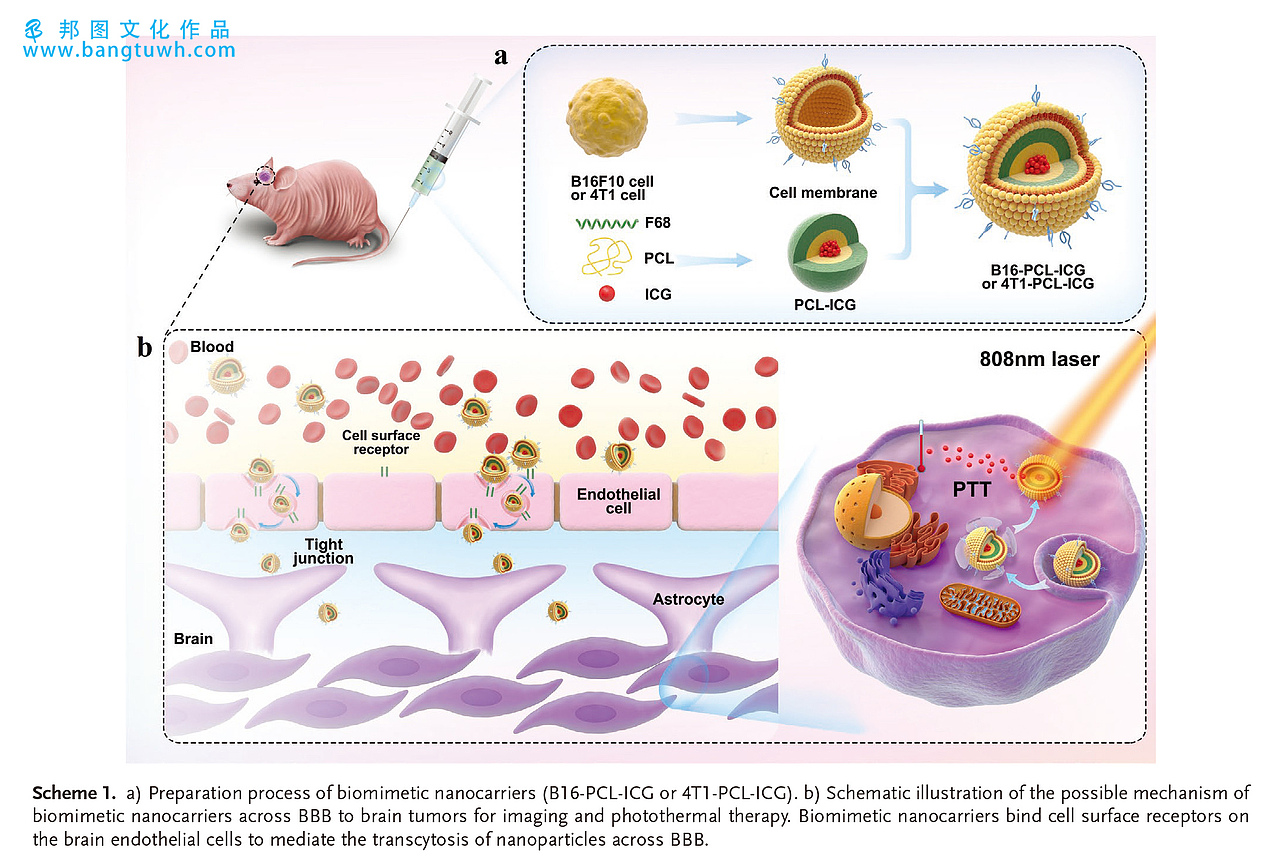 水凝胶 SCI论文配图设计（图ZMjY2MTUzODM2） - 其他三维 - 站酷设计师邦图文化原创素材 - 站酷ZCOOL