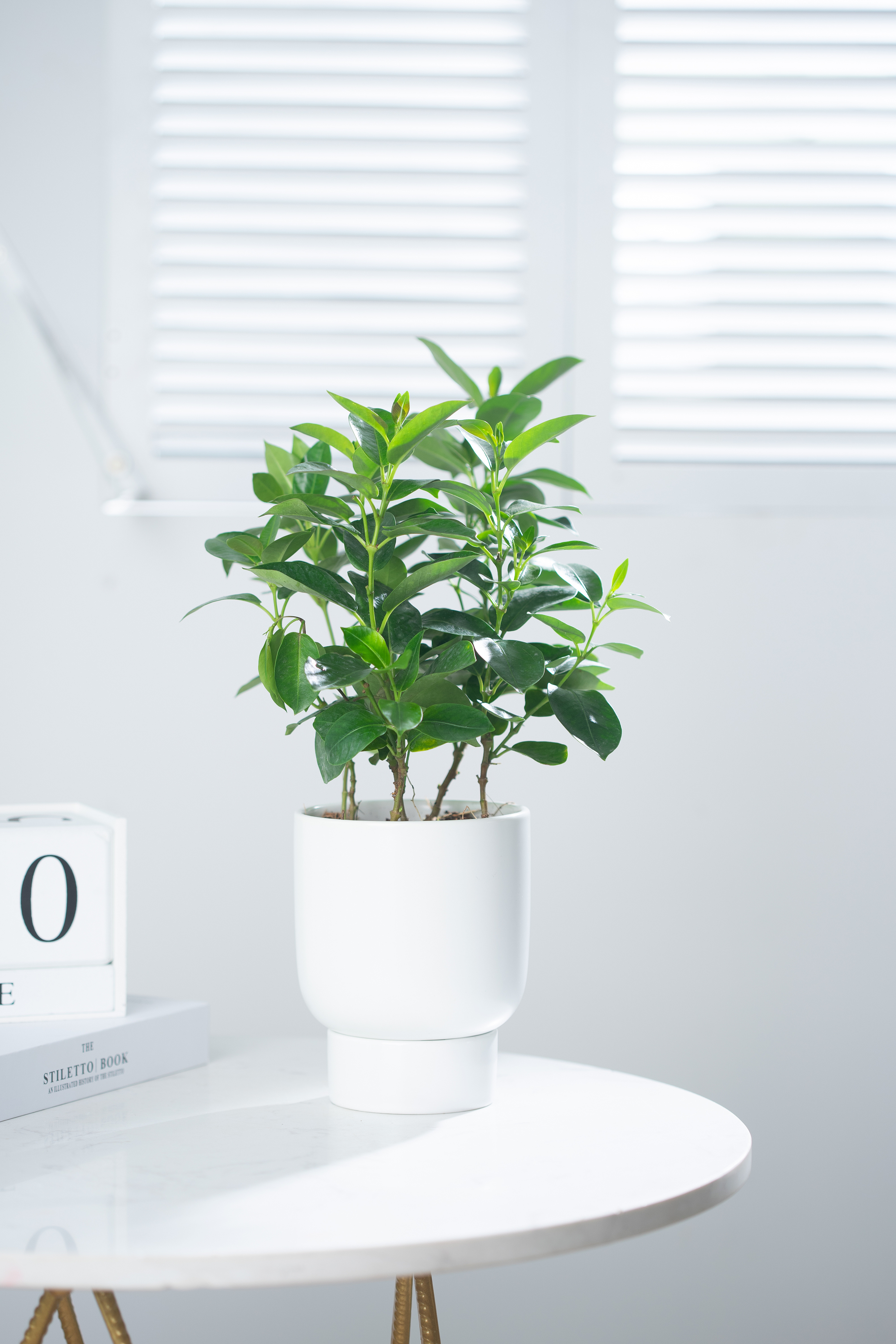 绿植拍摄案例|摄影|环境/建筑摄影|臣色 - 原创作品 - 站酷 (zcool)