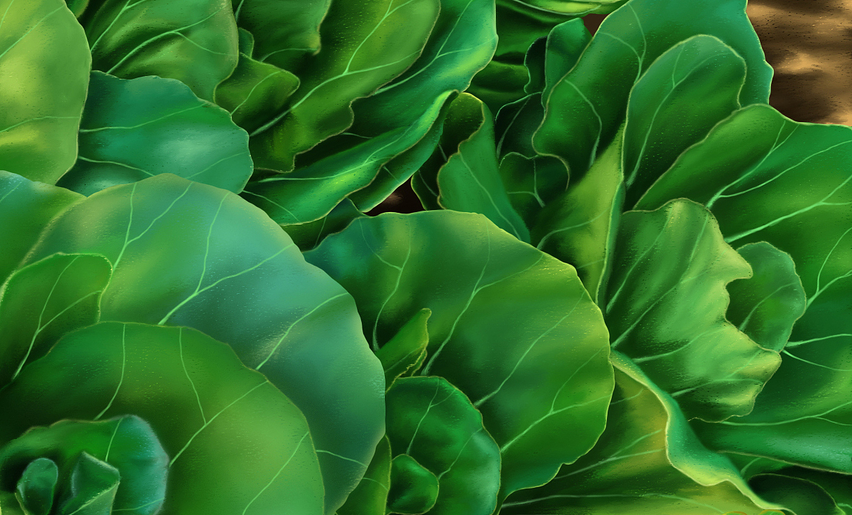 岁月静好——晚霞下的16棵菜（图ZMjY4NDAwNDI4） - 商业插画 - 站酷设计师言寸原创素材 - 站酷ZCOOL