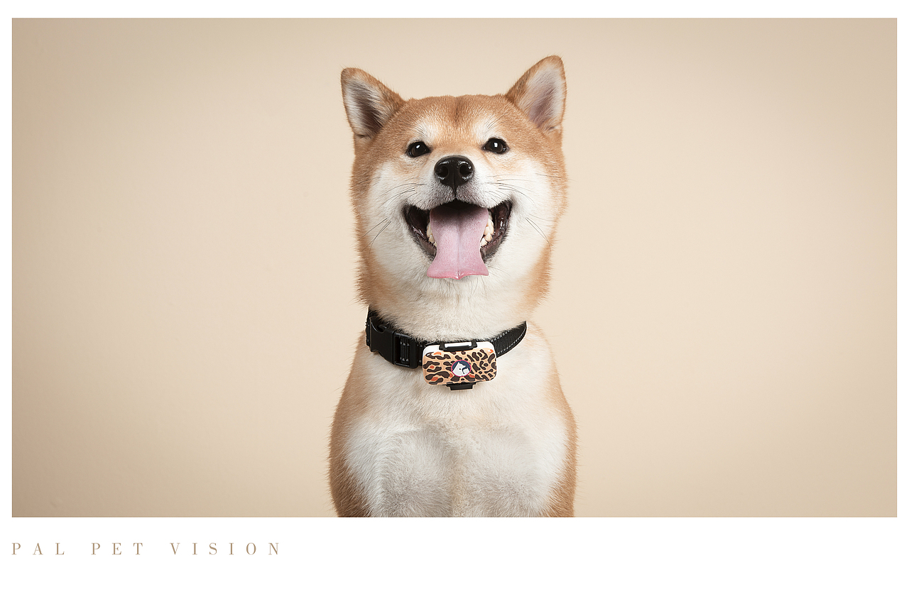 宠物产品摄影/宠物用品之宠物产品视频，再来一组混搭（图ZMjA1MjU2NDky） - 宠物摄影 - 站酷设计师珀珀视觉原创素材 - 站酷ZCOOL