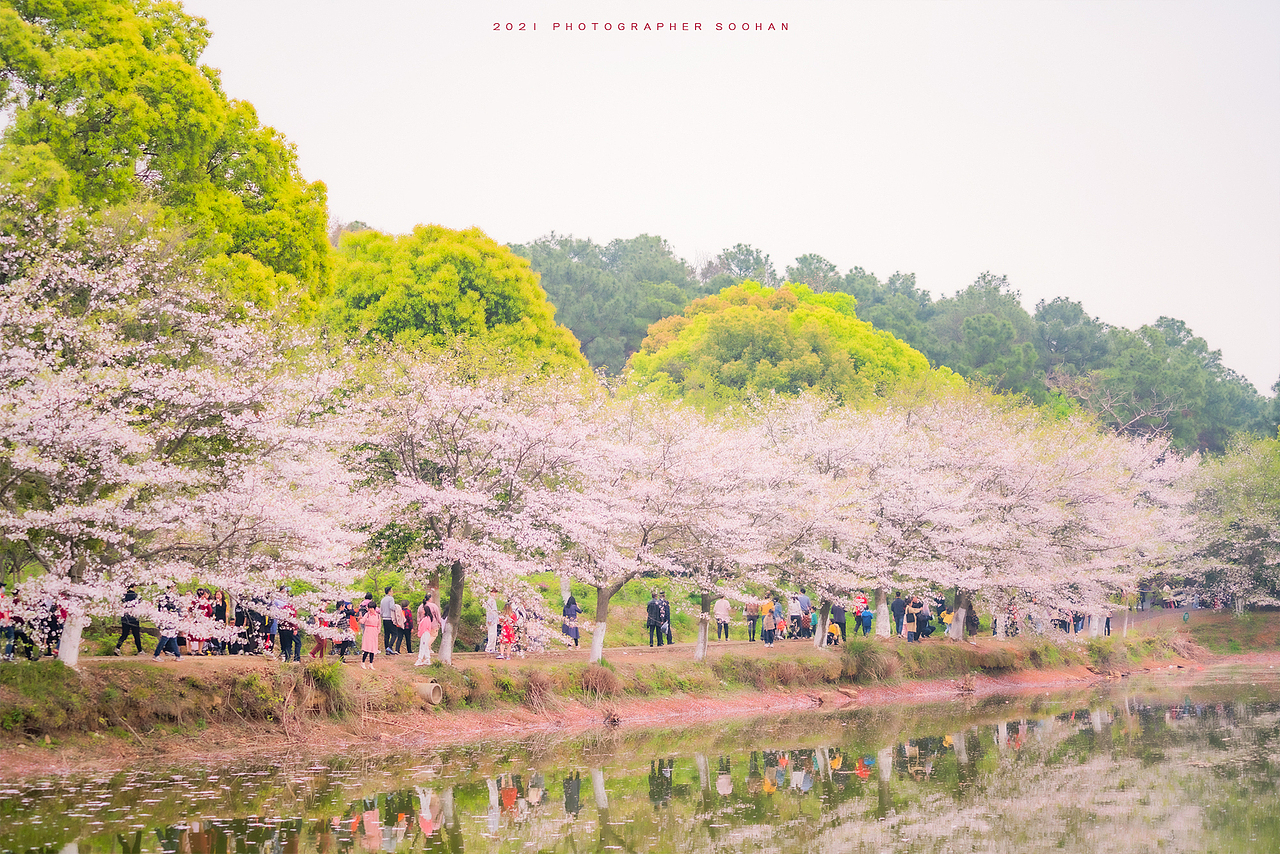 林公园江西省图书馆新馆吉安市博物馆标签植物摄影南昌樱花摄影作品