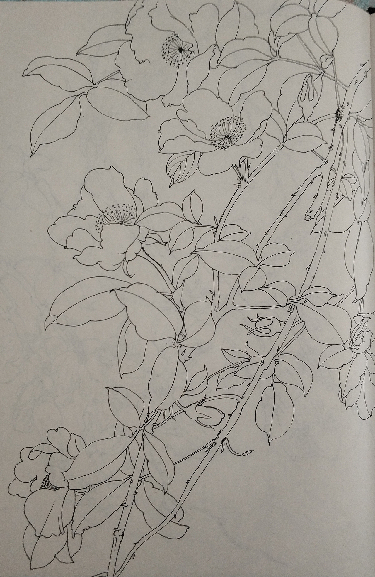 花鸟(写生)手绘小稿